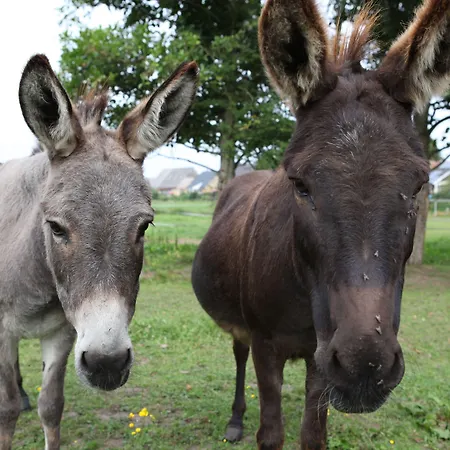 Katerberg 알레펠드